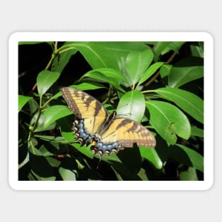 Sunbathing Swallowtail Sticker